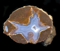 calico